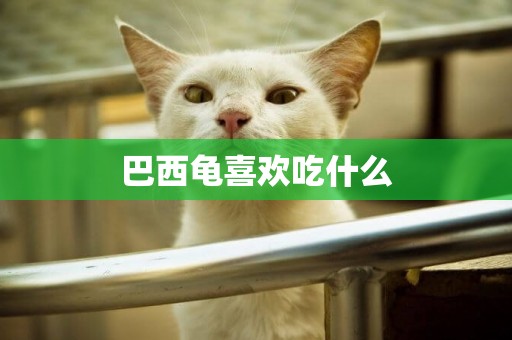 巴西龜喜歡吃什么