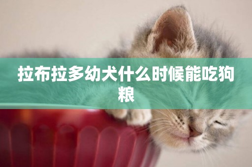 拉布拉多幼犬什么時候能吃狗糧