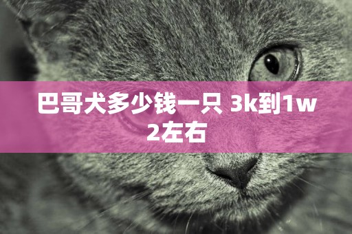 巴哥犬多少錢一只 3k到1w2左右