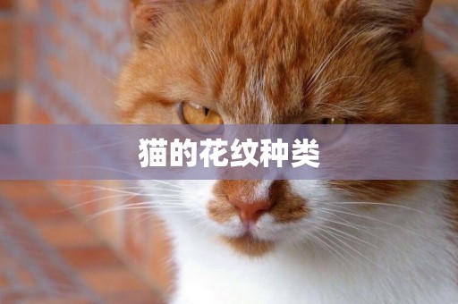 貓的花紋種類
