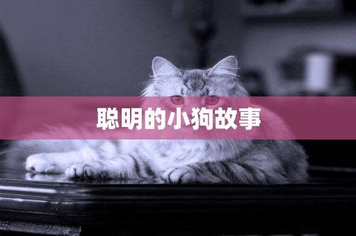 聰明的小狗故事