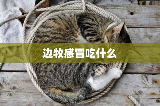 邊牧感冒吃什么