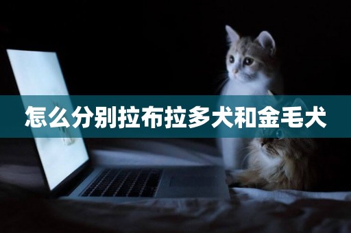 怎么分別拉布拉多犬和金毛犬