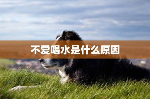 不愛喝水是什么原因