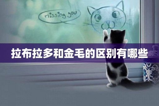 拉布拉多和金毛的區別有哪些