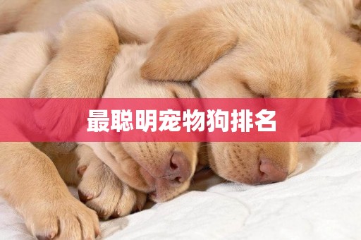 最聰明寵物狗排名