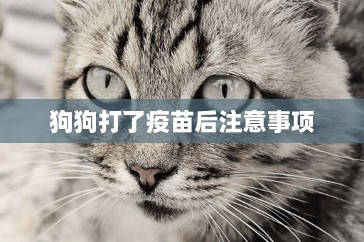 狗狗打了疫苗后注意事項