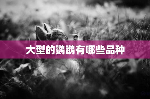 大型的鸚鵡有哪些品種