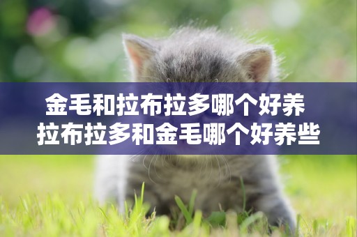 金毛和拉布拉多哪個好養 拉布拉多和金毛哪個好養些