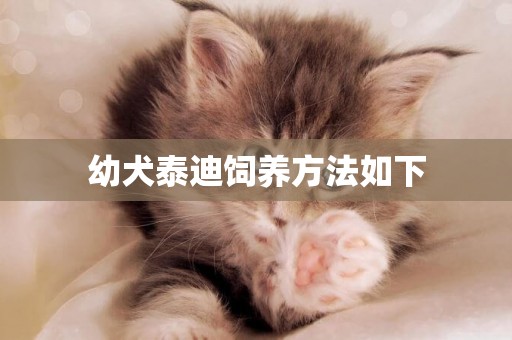 幼犬泰迪飼養方法如下