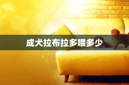 成犬拉布拉多喂多少