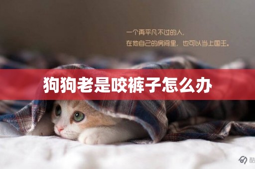 狗狗老是咬褲子怎么辦