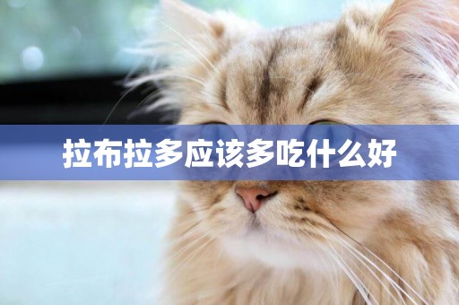 拉布拉多應該多吃什么好