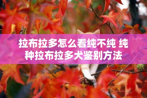 拉布拉多怎么看純不純 純種拉布拉多犬鑒別方法