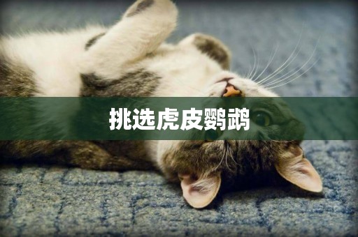 挑選虎皮鸚鵡