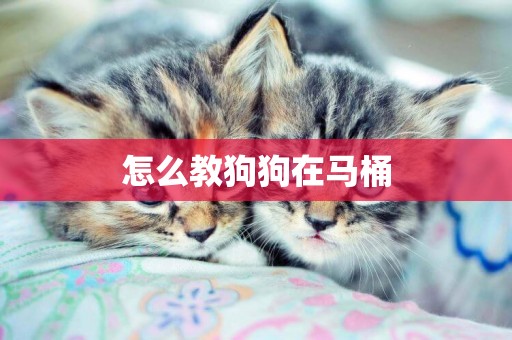 怎么教狗狗在馬桶
