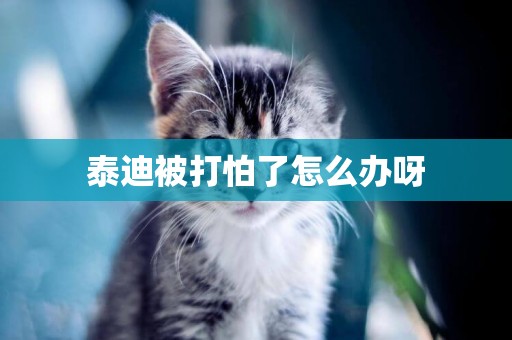 泰迪被打怕了怎么辦呀