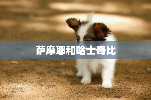 薩摩耶和哈士奇比