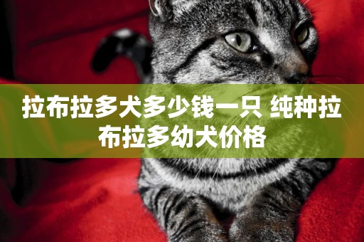 拉布拉多犬多少錢一只 純種拉布拉多幼犬價格