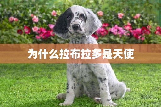 為什么拉布拉多是天使