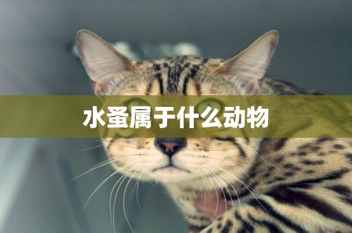 水蚤屬于什么動物