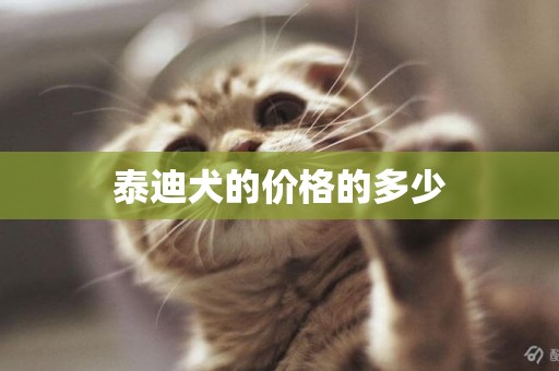 泰迪犬的價格的多少