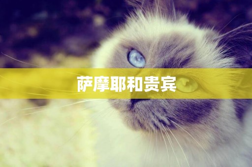薩摩耶和貴賓