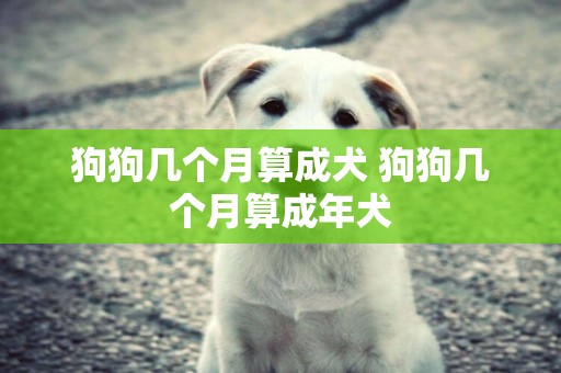 狗狗幾個月算成犬 狗狗幾個月算成年犬