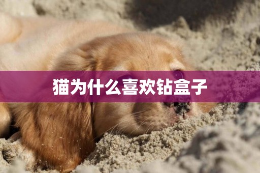 貓為什么喜歡鉆盒子