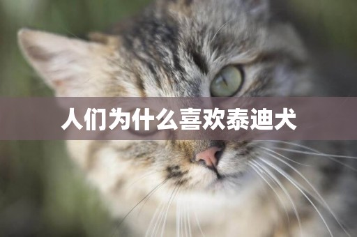人們為什么喜歡泰迪犬