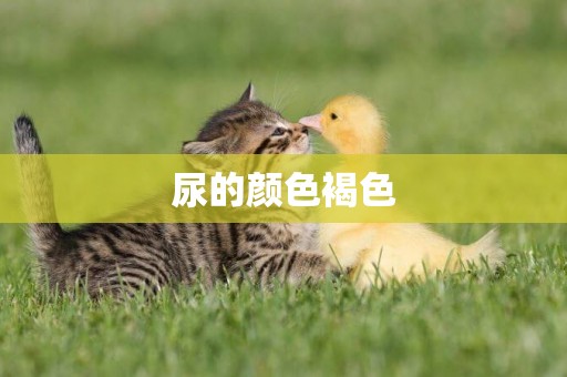 尿的顏色褐色