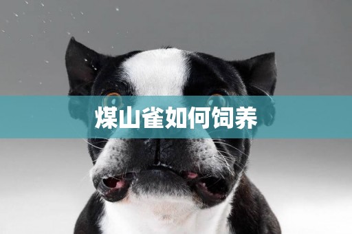 煤山雀如何飼養