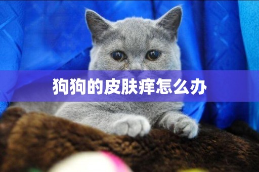 狗狗的皮膚癢怎么辦