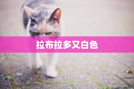 拉布拉多又白色
