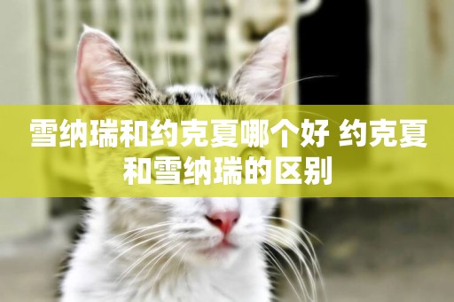 雪納瑞和約克夏哪個好 約克夏和雪納瑞的區別