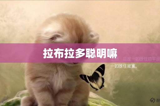 拉布拉多聰明嘛