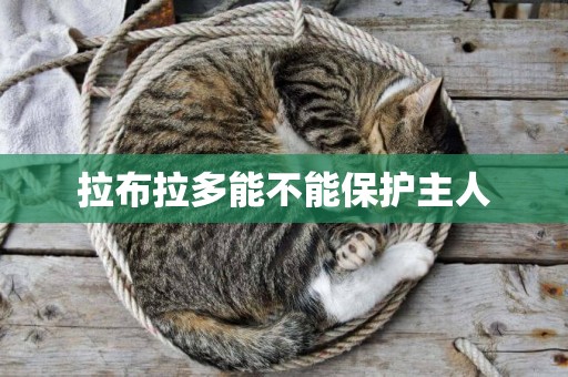 拉布拉多能不能保護主人