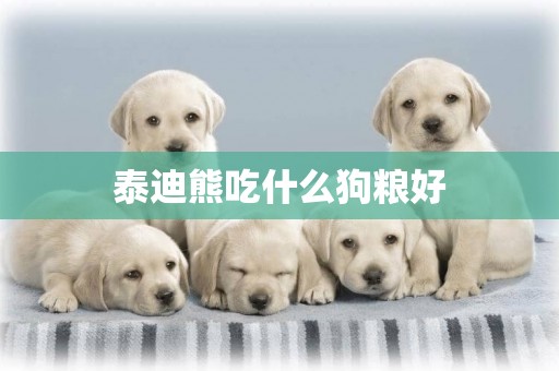 泰迪熊吃什么狗糧好