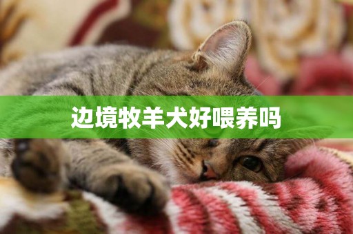 邊境牧羊犬好喂養嗎