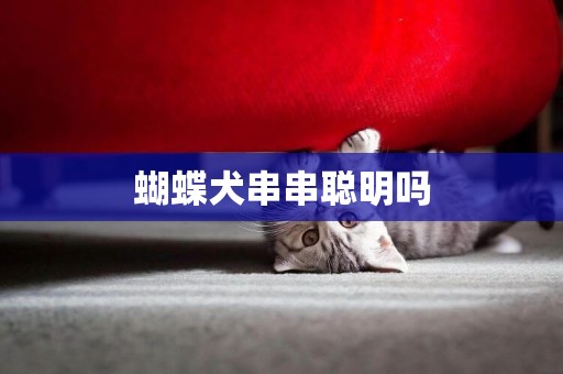 蝴蝶犬串串聰明嗎
