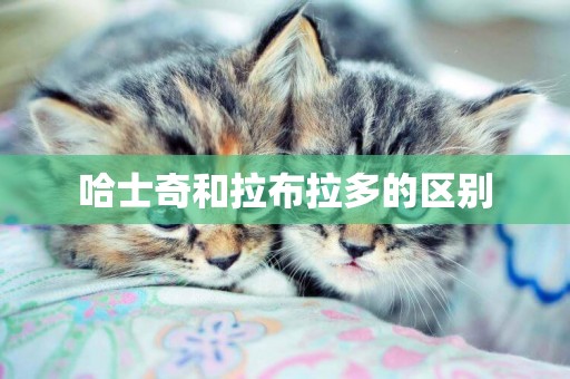 哈士奇和拉布拉多的區別