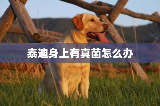 泰迪身上有真菌怎么辦