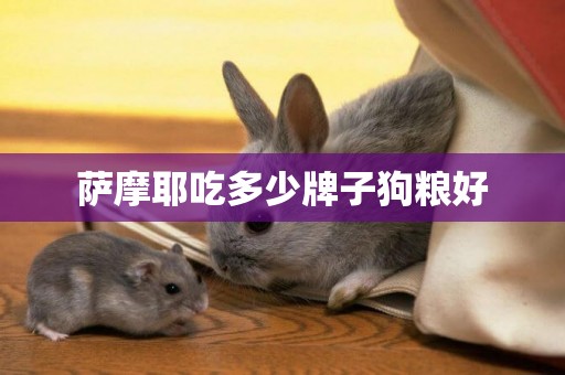 薩摩耶吃多少牌子狗糧好