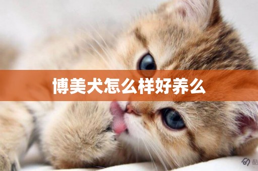 博美犬怎么樣好養么