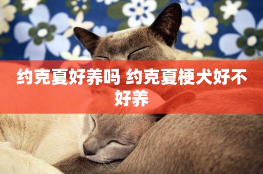 約克夏好養嗎 約克夏梗犬好不好養