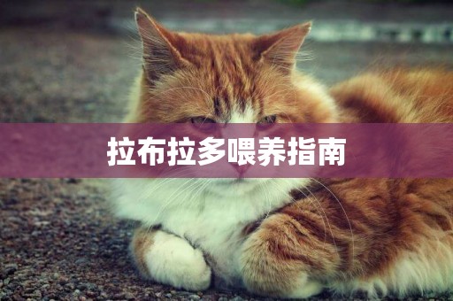 拉布拉多喂養指南