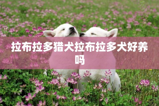 拉布拉多獵犬拉布拉多犬好養嗎