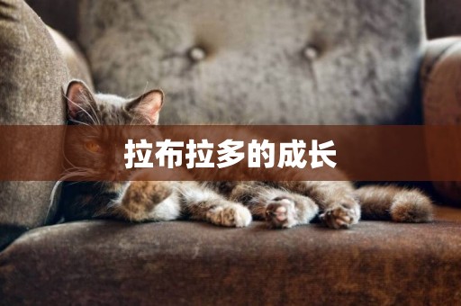 拉布拉多的成長