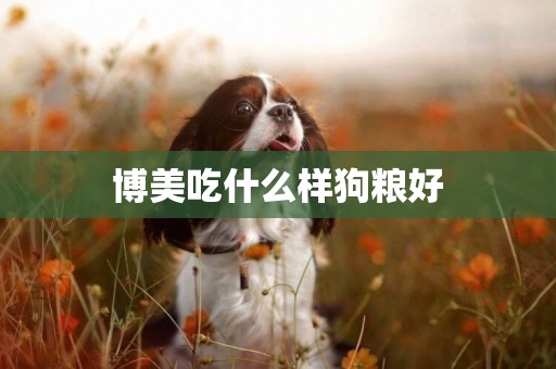 博美吃什么樣狗糧好