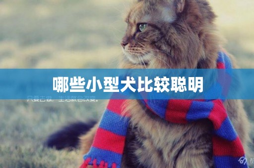 哪些小型犬比較聰明